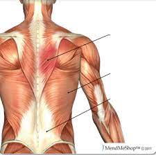 Back pain is one of the most common kinds of pain for adults. Neck And Upper Back Muscles Diagram Quizlet