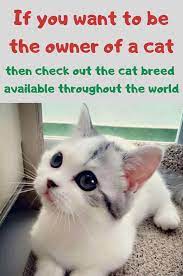 If You Want Be Cat Owner Check A Available Cat Breeds All Over The Cat Breeds Cats American Bobtail Cat