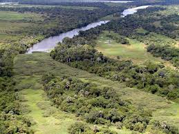 Image result for Mesanthemum africanum