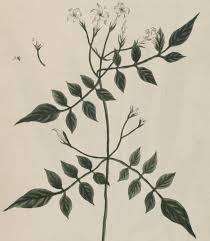 Image result for Jasminum schimperi