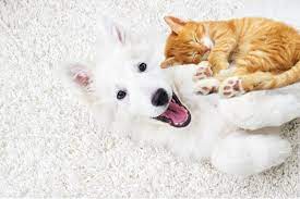 Maybe you would like to learn more about one of these? Gold Star Cleaning Services Llc Carpet Cleaning