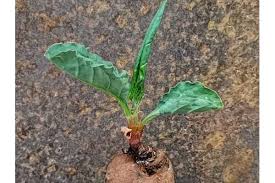 Image result for Oxygonum