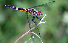 Maybe you would like to learn more about one of these? Blue Dasher Wikipedia