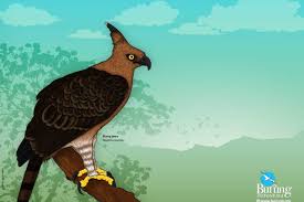 Elang jawa merupakan tipe burung monogami yang hanya kawin dengan satu pasangan seumur hidupnya. Elang Jawa Spizaetus Bartelsi Wajib Dilindungi Dan Dilestarikan Masyog Com