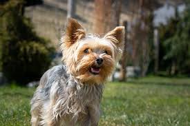 Dogs with pointy ears often come from loyal and intelligent working breeds. Small Dogs With Pointy Ears The Smart Dog Guide