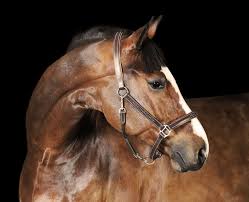 Atlas (c1) 1 alar foramen 2 lateral vertebral foramen 3 dorsal arch 4 transverse process (wing) 5 page 7 of 29. Bony Changes In The Equine Neck The Horse