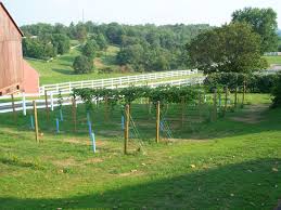 Plan Your First Vineyard Winemakermag Com