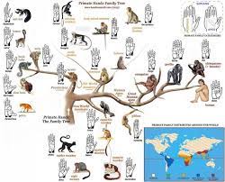 Pin Su Animals Of Botswana