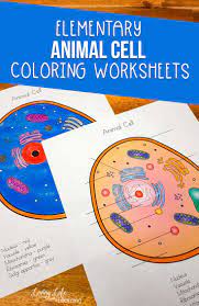 The answer key to the cell coloring worksheet is available at teachers pay teachers. Animal Cell Coloring Worksheet