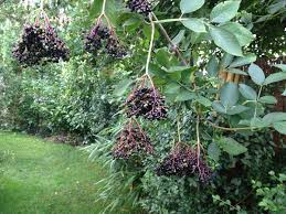 Wer gerne produkte aus schwarzem holunder verzehrt, sollte sich in diesen tagen aufmachen, um die schwarzen beeren zu ernten. Holunder Strauch Im Garten Setzen Bluten Und Beeren Ernten