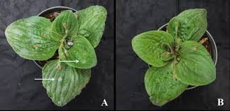 Image result for Craterostigma pumilum