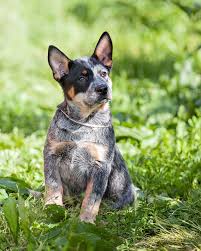 When brits emigrated to australia, they found that the european they are still commonly called blue heelers in the u.s. Everything You Want To Know About Blue Heeler Dogbeast Heeler Puppies Blue Heeler Puppies Blue Heeler Dogs