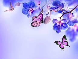 Orchid Blue Flowers Beautiful Butterflies Flower Butterfly Hd Wallpaper Orchid Wallpaper Butterfly Wallpaper Hd Flower Wallpaper