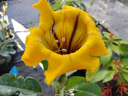 Image result for Solandra maxima