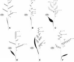 Image result for Eccoptocarpha obconiciventris