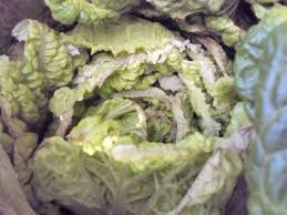白菜の葉先が枯れているぅ こうめまま のベランダ菜園 楽天ブログ