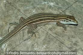 It also feeds on insect larvae, spiders, crickets, flies, and small grasshoppers. Aspidoscelis Uniparens The Reptile Database