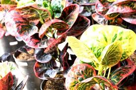 Tanaman hias jenis rambat yang masih family acantaceae ini dikenal juga dengan sebutan firecracker flower. Tren Tanaman Berdaun Warna Warni