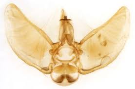 Image result for Eupithecia subumbrata