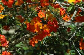 Image result for Streptosolen