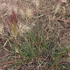 Image result for Aristida stipoides