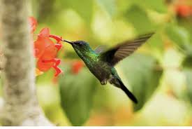 Organic, natural, and raw sugars contain levels of. Bird Talk How To Make Hummingbird Food At Home Scoop Byte