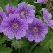 Image result for Geranium bohemicum Orhcid Blue