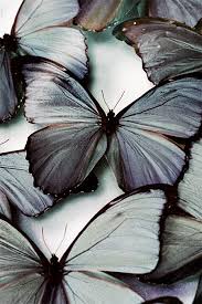 Black Blue And White Butterfly Meaning Butterflies Blue Morpho