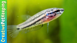 I share this venture with my son nathan. Wild Betta Mahachaiensis Babies Betta Mahachai Fry Betta Fish Pet Pets