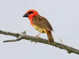 Image result for Polysphaeria multiflora