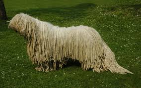 Image result for Komondor
