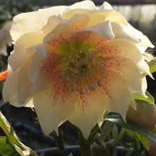 Image result for Impatiens gomphophylla