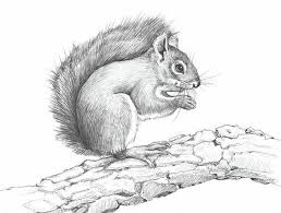 Bird Sitting On Branch Drawing Easy Grey Pencil Work Squirrel Sitting On Thick Tree Branch Tattoo Design Pencil Drawings Of Nature Nature Sketch Nature Drawing