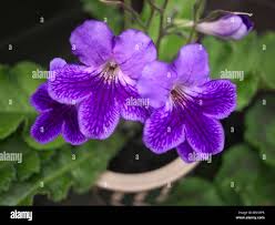 Image result for Streptocarpus glandulosissimus