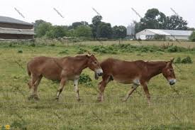 رازهای جفت‌گیری اسب، الاغ و گورخر؛ «اسب» با چه حیواناتی جفت‌گیری می‌کند؟