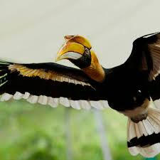 Sylvan heights bird park, home to the worlds largest collection of waterfowl, is a nonprofit sylvan heights bird park | scotland neck, north carolina. Jurong Bird Park Asia S Largest Bird Paradise Wildlife Reserves Singapore