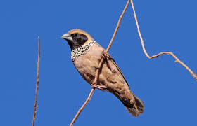 Image result for Manniella