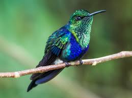 Image result for Landolphia cuneifolia