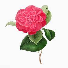 Download Premium Vector Of Pink Camellia Rose Flower Vector 2090183 Flower Illustration Flower Painting Rose Flower