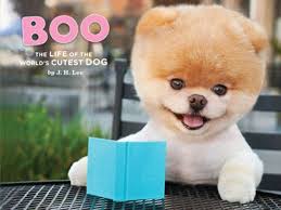 Dunyanin En Sevimli Kopegi 11 Milliyet Foto Galeri Boo Dog Sevimli Kopekler Pomeranian Yavrusu