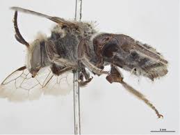 Image result for Lipotriche