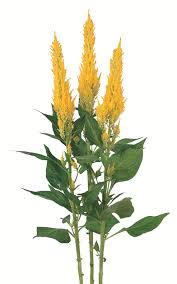 Image result for Celosia elegantissima