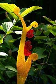 The titan arum (amorphophuallus titanum) described as the mother of all flowers, this particular floral specie can grow to a massive three metres high. I Think This Is Real But What To Call It Strange Flowers Wonderful Flowers Unusual Flowers