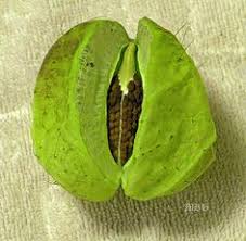 Gomphocarpus Physocarpus Giant Swan Plant Milkweed Milkweed Milkweed Seeds Seeds