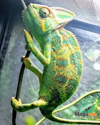 Veiled Chameleon Aka Chamaeleo Calyptratus Veiled Chameleon Chameleon Pet Chameleon
