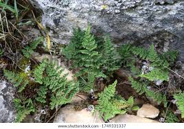 Image result for Cheilanthes perlanata