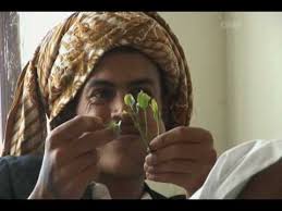 Maybe you would like to learn more about one of these? Anak Kecil Di Yaman Mengunyah Qat Khat Cathinone Dan Lihat Efeknya Kaskus