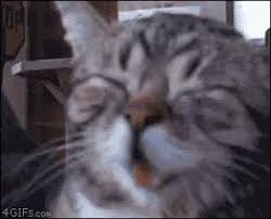 Cat Laughing Gif Cat Laughing Smile Discover Share Gifs Laughing Cat Funny Cat Videos Cat Facts