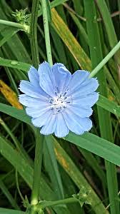 Image result for Cichorium