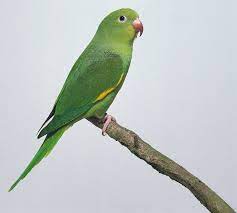 We did not find results for: Canary Winged Parakeet Brotogeris Versicolurus Exotic Birds